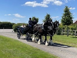 Horse draw carriage